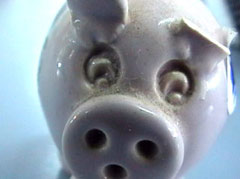 pig